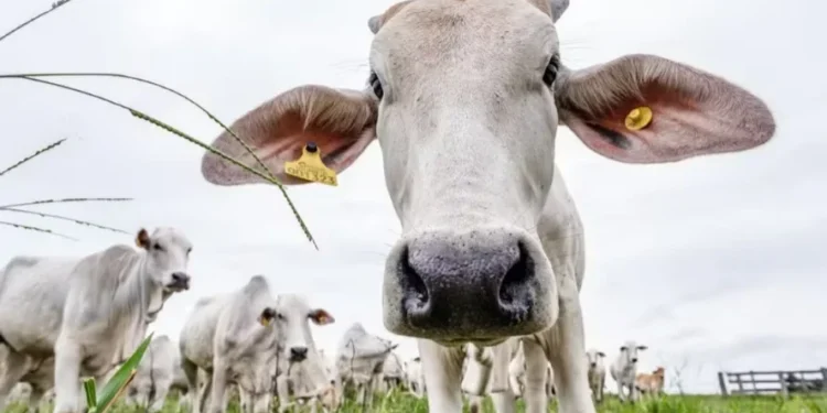 Preço do boi gordo fica estável na maioria das regiões pecuárias