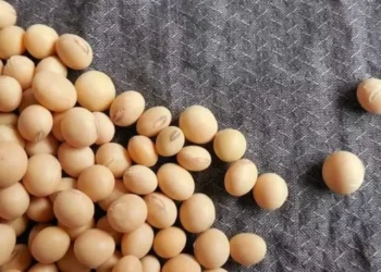 Soja— Foto: Creative Commons