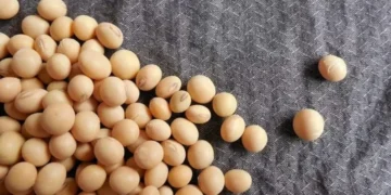 Preço da soja cai no Brasil após projeções de Conab e USDA