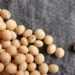 Preço da soja cai no Brasil após projeções de Conab e USDA