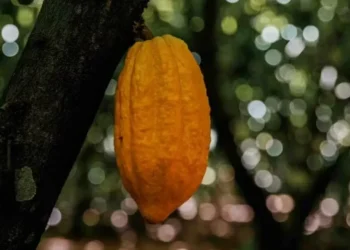 Preço do cacau volta a cair depos de realização de lucros — Foto: Foco Filmes