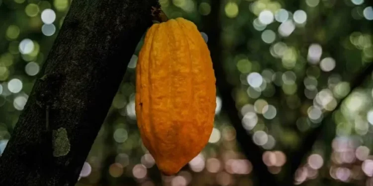 Cacau volta a registrar forte queda em Nova York