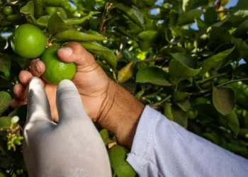 Colheita do limão tahiti — Foto: Wenderson Araujo/Trilux/CNA