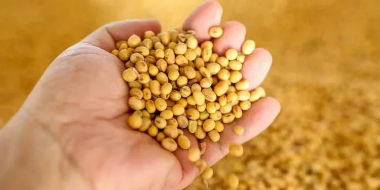 Preço da soja cai no Brasil, contrariando mercado internacional