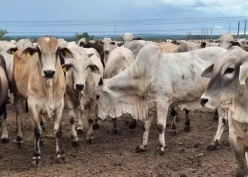 Mercado está enfrentando dificuldades na aquisição de boiadas — Foto: José Florentino/Globo Rural