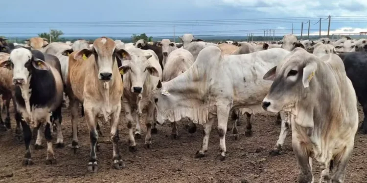 Preço do boi gordo encerra a semana com alta em São Paulo