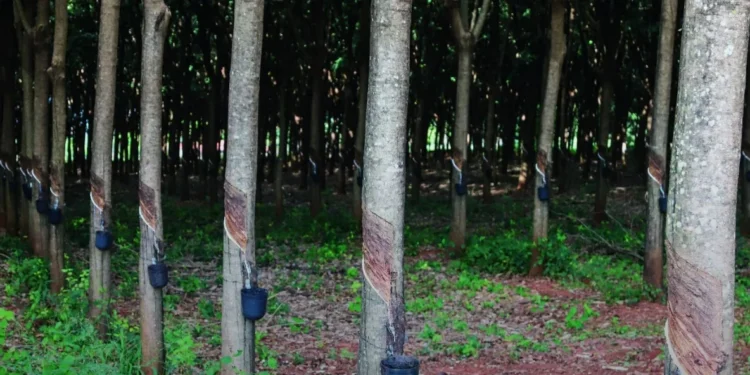 A história da borracha que quase se apagou