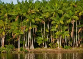 Açaí é exemplo de extrativismo vegetal — Foto: Canva/ Creative Commoms