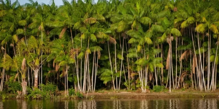 Silvicultura e extrativismo vegetal: quais são as diferenças?