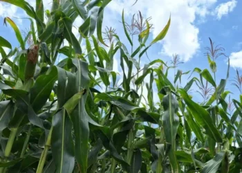 Segunda safra de milho deve atingir 101 milhões de toneladas, afirma Conab — Foto: José Florentino / Globo Rural