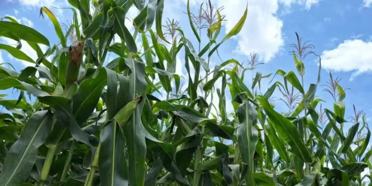 Segunda safra de milho deve atingir 101 milhões de toneladas, afirma Conab — Foto: José Florentino / Globo Rural