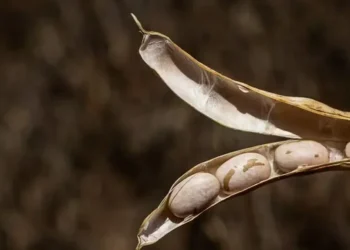 Feijão— Foto: Wenderson Araújo / CNA