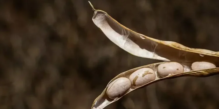 Preços do feijão apresentam movimentos distintos, influenciados pela qualidade