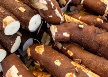 Vendas de mandioca estão menores no varejo e no atacado — Foto: Canva/Creative Commoms