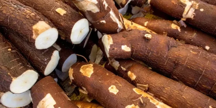 Vendas de mandioca estão menores no varejo e no atacado — Foto: Canva/Creative Commoms