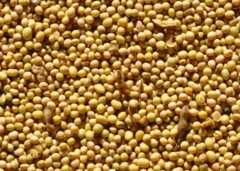 Volume de soja embarcados na Argentina atingem os recordes da temporada — Foto: Fernando Dias/Seapa