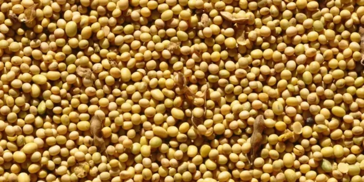 Volume de soja embarcados na Argentina atingem os recordes da temporada — Foto: Fernando Dias/Seapa