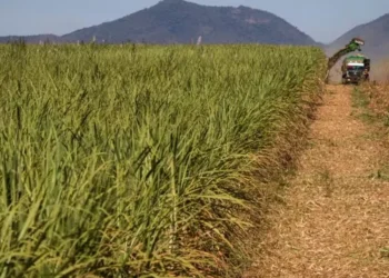 No acumulado de 2025/26 até o fim de maio, a moagem atingiu 124,77 milhões de toneladas, uma retração de 11,85% na comparação anual — Foto: Wenderson Araújo/CNA