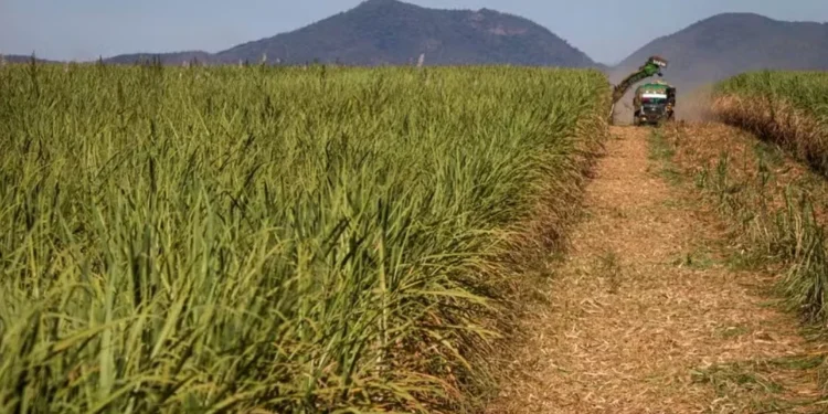 No acumulado de 2025/26 até o fim de maio, a moagem atingiu 124,77 milhões de toneladas, uma retração de 11,85% na comparação anual — Foto: Wenderson Araújo/CNA