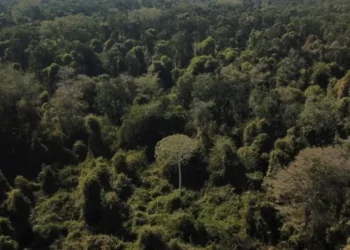 Vista aérea na divisa entre Amazônia e Cerrado em Nova Xavantina, Mato Grosso • 28/07/2021REUTERS/Amanda Perobelli