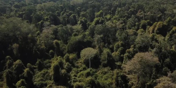 Brasil é o segundo país que mais mata defensores da terra, aponta pesquisa