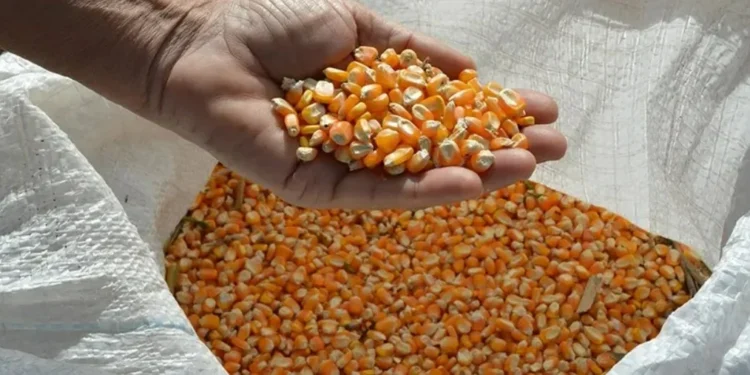 Grãos sobem em Chicago com foco nos fundamentos, apesar de conflito no Oriente Médio