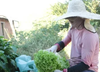 Aumentar a renda de agricultores e trabalhadores rurais do semiárido demanda assistência técnica e acesso a credito e mercados — Foto: Divulgação