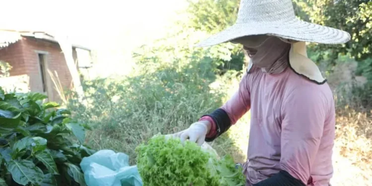 No Semiárido, renda “digna” do agricultor deveria ser 3 vezes maior que salário mínimo