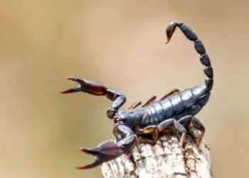 Em estudo, a molécula de toxina de um tipo de escorpião mostrou ação contra células do câncer de mama  • Tonini Grbavac/500px/GettyImages