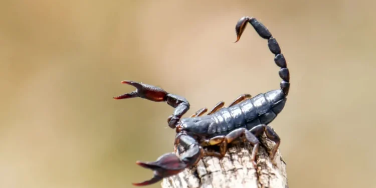 Toxina de escorpião é capaz de matar células de câncer de mama, diz estudo