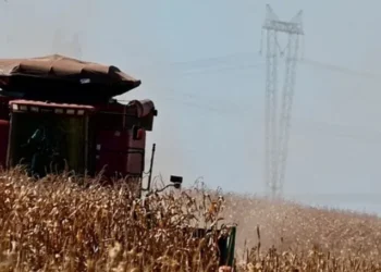 Custos de produção para a próxima temporada estarão ainda mais altos, principalmente com a escalada dos preços dos fertilizantes — Foto: Ruy Baron