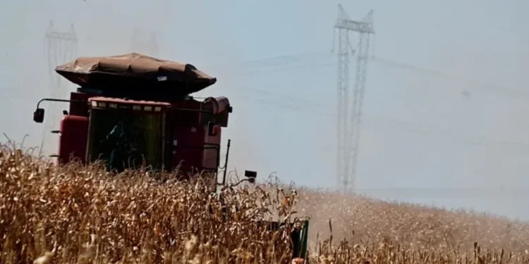 Produtores de MT relatam aumento de custos e margens apertadas