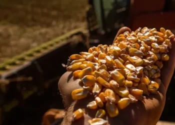 Cerca de 95% do milho produzido no Brasil é fruto de biotecnologias — Foto: Wenderson Araujo/CNA