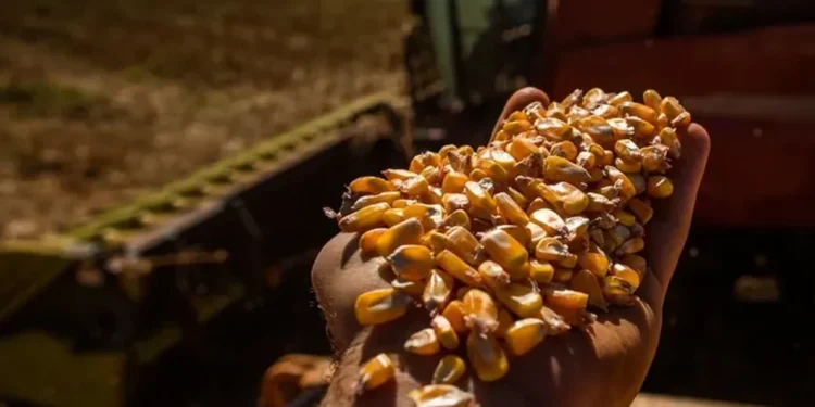 Produtores de milho querem acelerar aprovações de novas biotecnologias