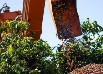 Até o fim da última semana, a colheita do arábica somava entre 20% e 25% do esperado; para o robusta, as atividades se aproximam da metade — Foto: Wenderson Araujo / CNA