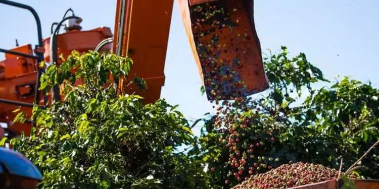 Preços do café seguem em queda com avanço da colheita
