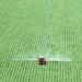 Sem aviso prévio, governo corta seguro rural e tensiona relação com o agro