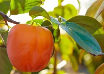 Aprenda como plantar caqui do jeito certo — Foto: Canva/ Creative Commoms