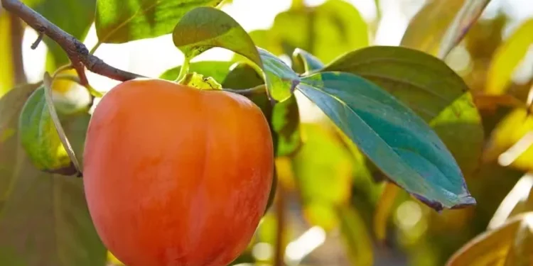 Como plantar caqui? Aprenda o jeito certo de cultivar a fruta