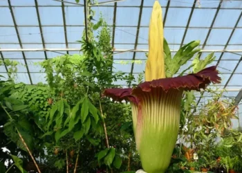 Flor-cadáver no Jardim Botânico de Edimburgo, na Escócia — Foto: Divulgação/Real Jardim Botânico de Edimburgo