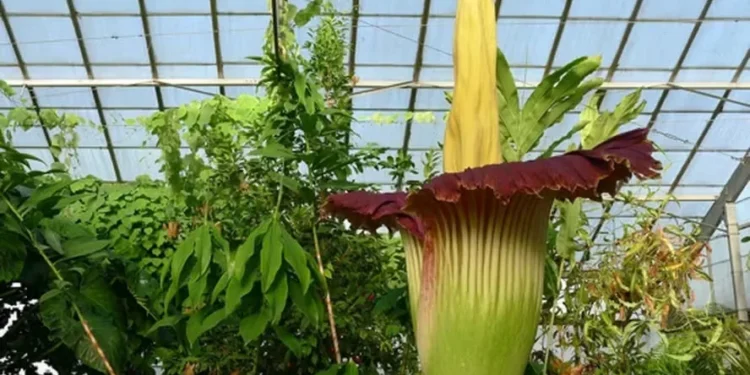 Cheiro de cadáver? Conheça a flor mais fedida do mundo