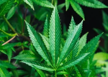 Estudo relaciona maconha a maior risco de morte por ataque cardíaco e AVC  • Rick Proctor/Unsplash