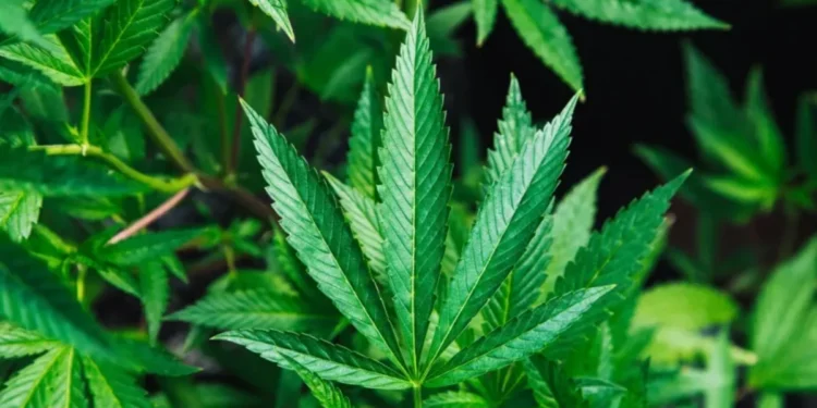 Estudo relaciona maconha a maior risco de morte por ataque cardíaco e AVC • Rick Proctor/Unsplash