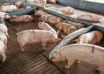 Agentes do mercado estão temerosos com reforço do movimento de queda nos preços da carne e do suíno vivo  — Foto: Wenderson Araujo/CNA