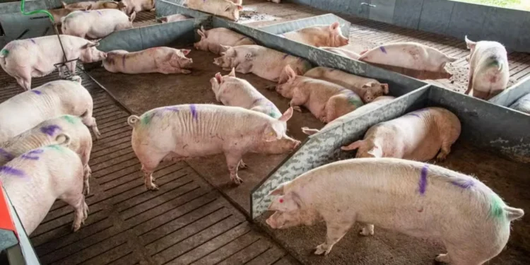 Preço do suíno sobe e eleva poder de compra do criador, diz Cepea; frango cai