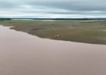 Área de trigo submersa em Santo Antônio das Missões na divisa com São Borja, no Rio Grande do Sul — Foto: Robson Scherer/Arquivo pessoal