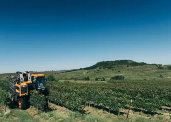 Na Azienda Domenico, o manejo verde, livre de herbicida, vem sendo testado há mais de sete anos — Foto: Divulgação