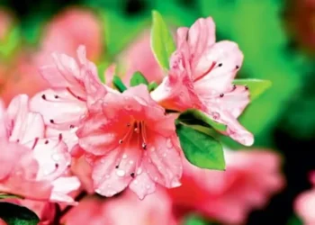 Azaleia é uma das plantas recomendadas para o inverno — Foto: Globo Rural