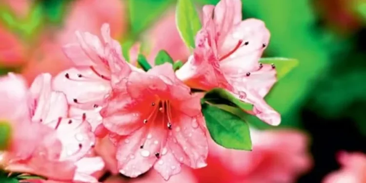 Veja dez plantas para cultivar no inverno