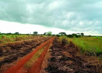 Angola possui 30 milhões de hectares para lavouras — Foto: Divulgação